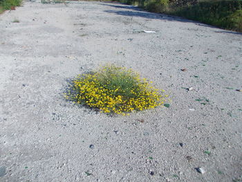 Yellow flower on road