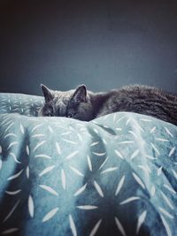Cat resting on bed at home