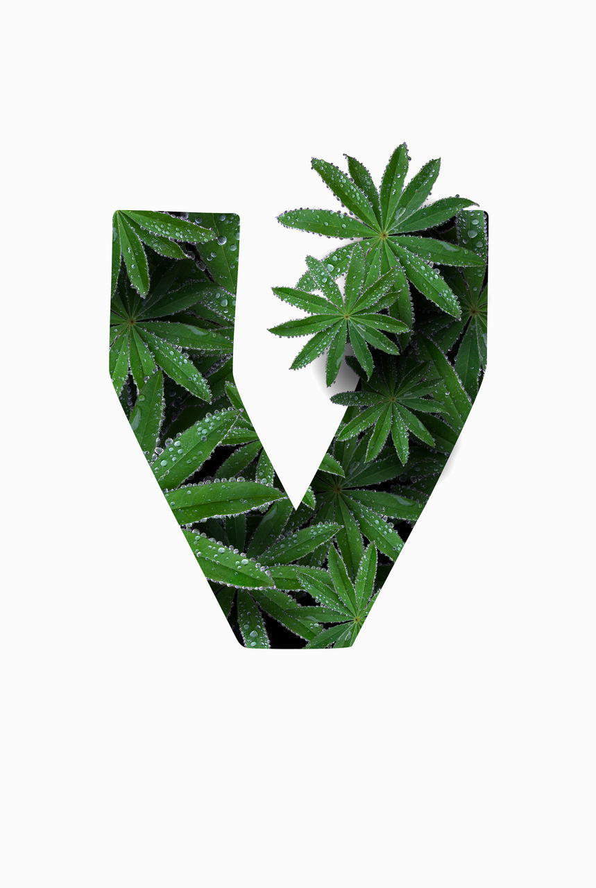 leaf, green, plant part, plant, herb, cannabis, white background, healthcare and medicine, studio shot, medicine, cut out, indoors, no people, nature, herbal medicine, close-up