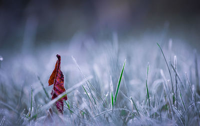 Close-up of dry leaf on frosted grass 
