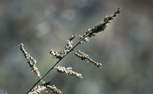 Close-up of snow on plant