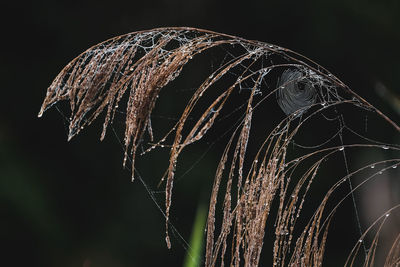 Close-up of wilted plant