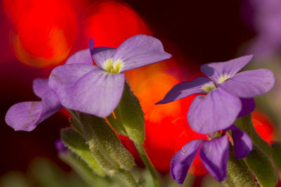 Close-up of purple flowers blooming outdoors