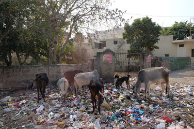 View of a horses