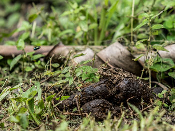 Close-up of lizard on land