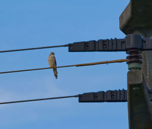 Low angle view of bird perching on cable