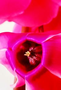 Close-up of pink rose flower