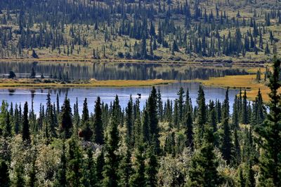 Scenic view of lake in forest