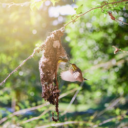 Close-up of dry leaf on tree