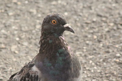 Close-up of a bird looking away