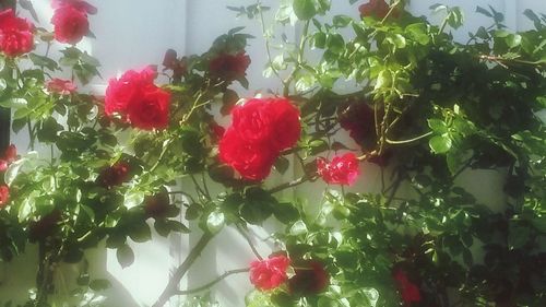 Close up of red flowers