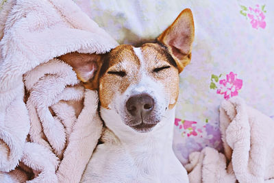 Close-up of a dog resting on bed