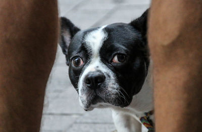 Close-up portrait of dog