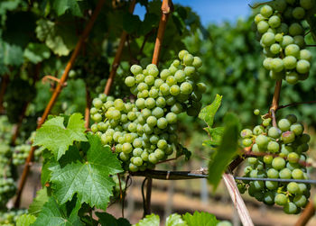 Ripening white grapes close-up on a vine plantation on a beautiful summer day in western germany.