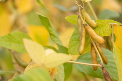 Close-up of fresh yellow leaves on plant