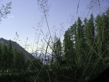 Trees growing in park