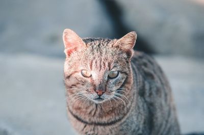 Close-up portrait of tabby cat