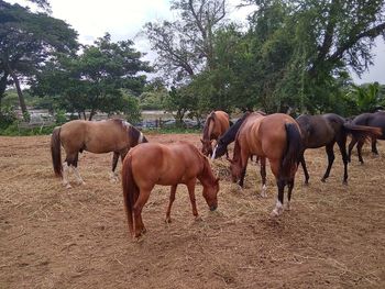 Horses standing in ranch