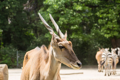 Eland against trees at zoo