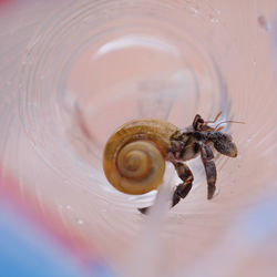 Close-up of hermit crab in glass