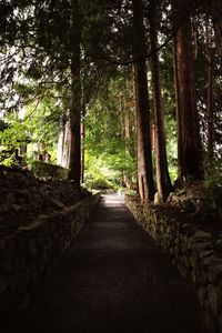 Footpath amidst trees in forest