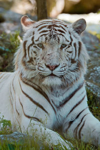 Close-up portrait of a tiger