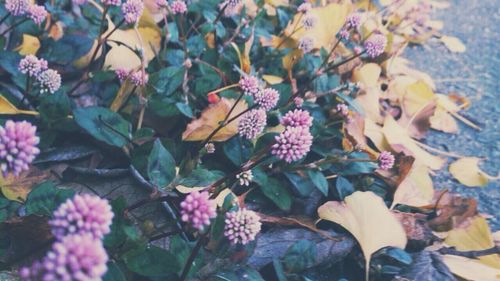 Close-up of flowers