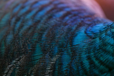 Close-up of the peacock feathers .macro blue feather, feather, bird, animal. macro photograph.