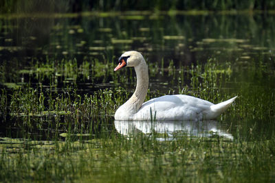 Swan swimming in lake