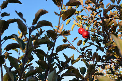 Low angle view of fruits growing on tree