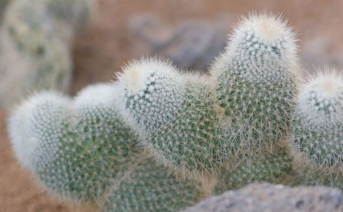 Close-up of cactus growing on field