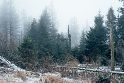 Pine trees in forest during winter