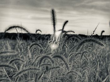 Close-up of stalks in field against sky