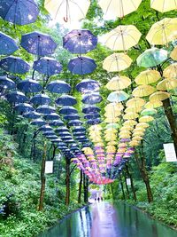 Street lights hanging amidst trees in garden