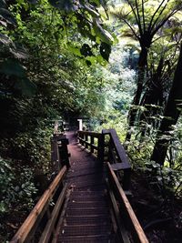 Footbridge in forest