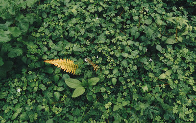 High angle view of fruits growing on field