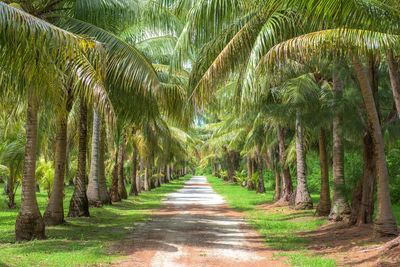 Footpath amidst palm trees in forest