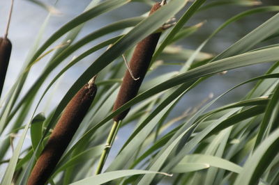 Close-up of fresh green plant