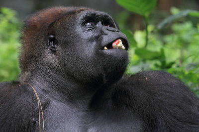 Close-up of silverback gorilla 