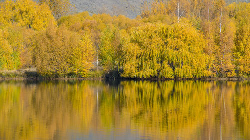 Scenic view of lake in forest during autumn