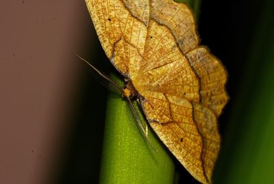 Close-up of insect on leaf