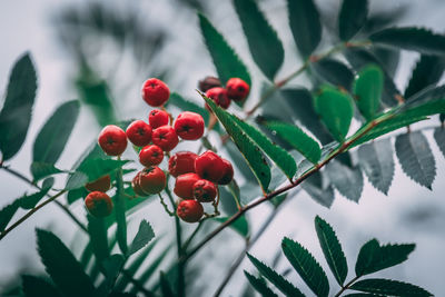 Close-up of red berries growing on tree