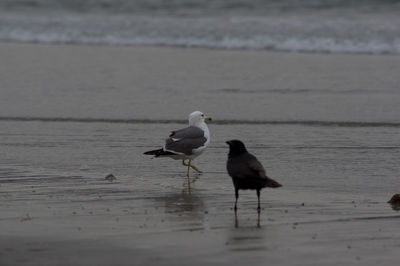 View of birds in water