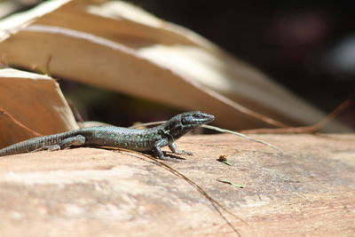 Close-up of lizard