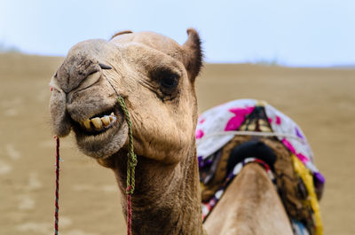 Close-up of camel