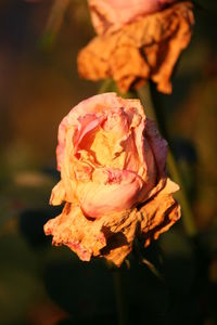 Close-up of rose blooming outdoors