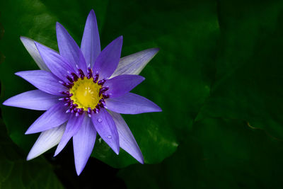 Close-up of purple water lily