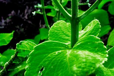 Close-up of fresh green plant