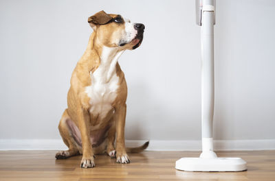 Dog sits next to a vacuum cleaner. pets with household objects, puppy is afraid of  vacuum cleaner