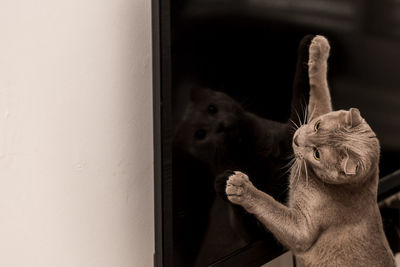 Cat rearing up on television set at home